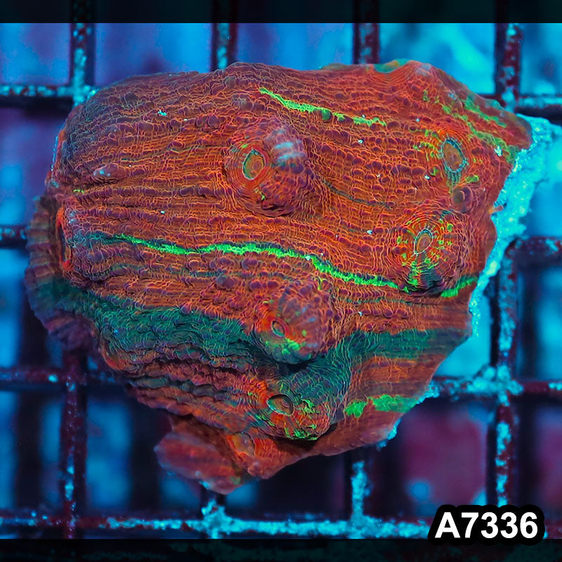 Item#A7336IN7336(M) WYSIWYG Aussie Ultra Unique Chalice Colony