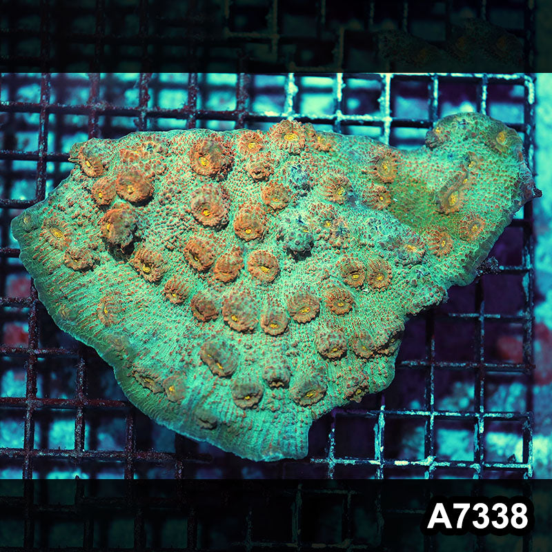 Item#A7338IN7338(L) WYSIWYG Aussie Ultra Unique Chalice Colony