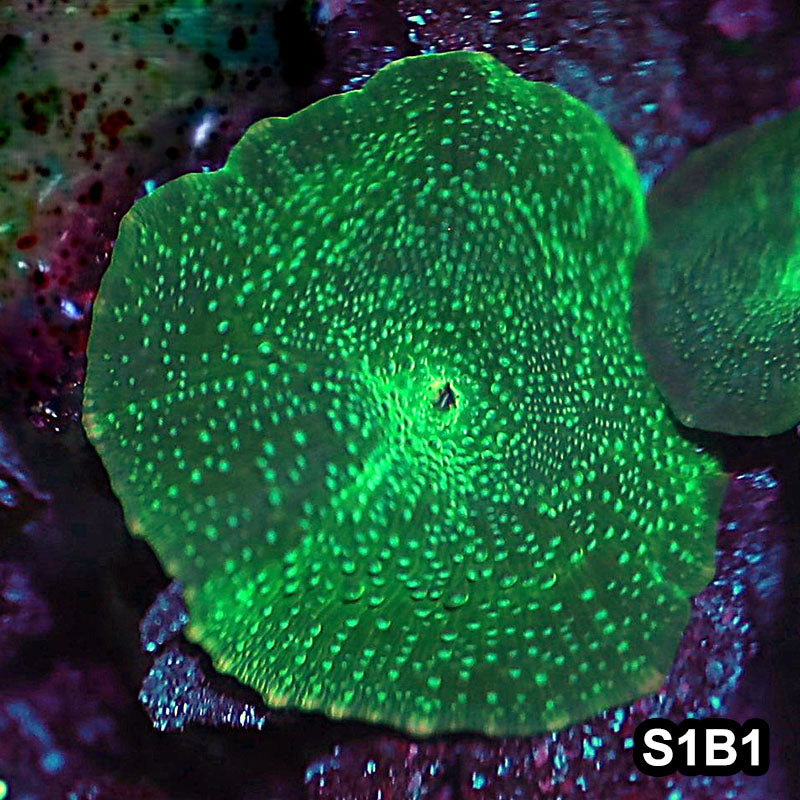 Item#S1B1-(S) Cultured Hand Selected Ultra Green Discosoma Mushroom 16