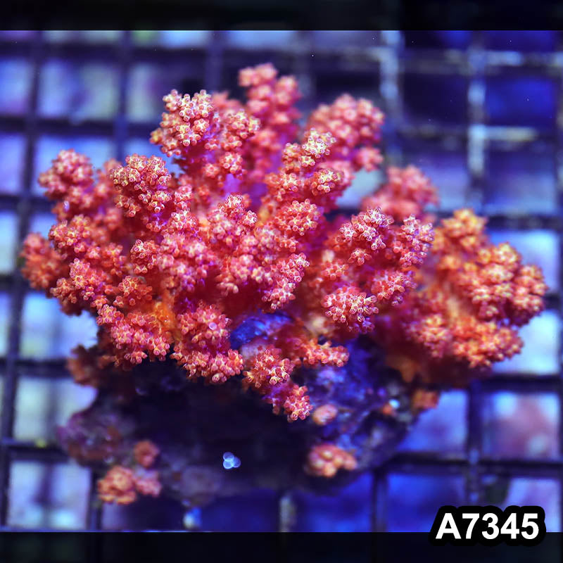 Item#A7345LP7345(M) WYSIWYG Indo Carnation Colony