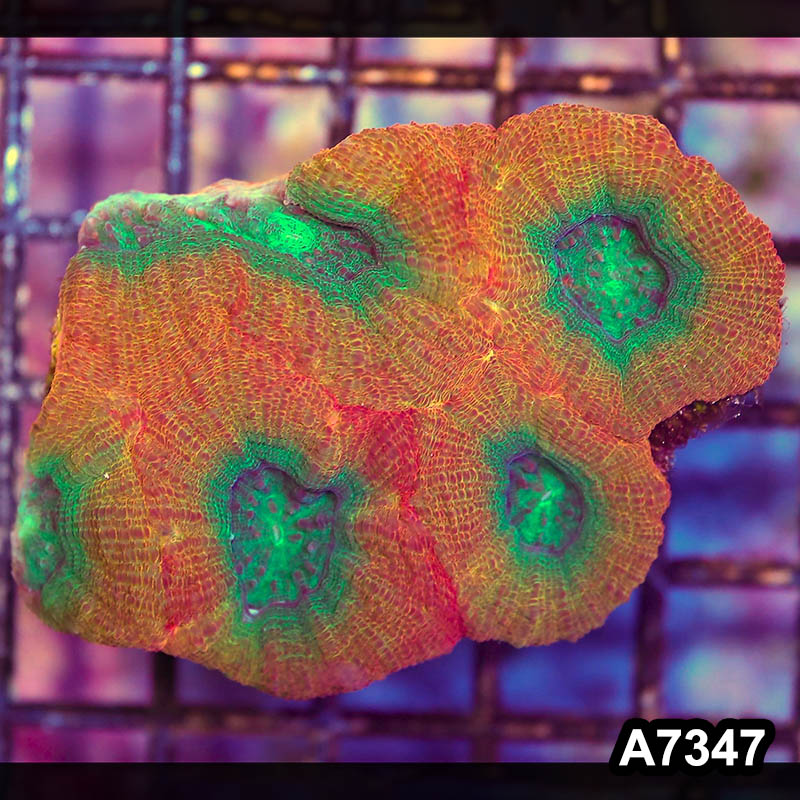 Item#A7347LP7347(S) WYSIWYG Aussie Ultra Unique Bowerbanki Mini Colony