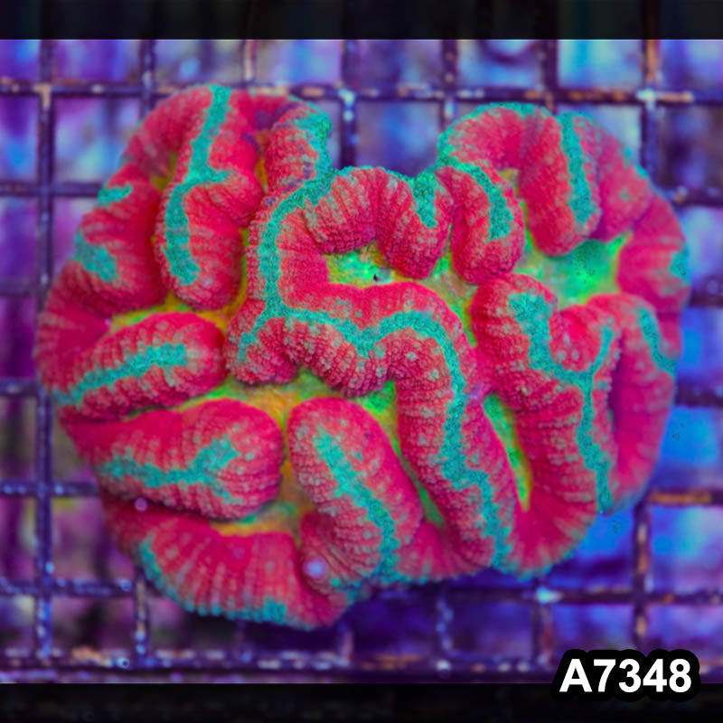Item#A7348LP7348(M) WYSIWYG Indo Rainbow Symphyllia Colony