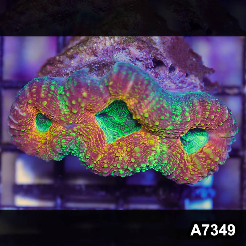Item#A7349LP7349(S) WYSIWYG Aussie Ultra Lobophyllia