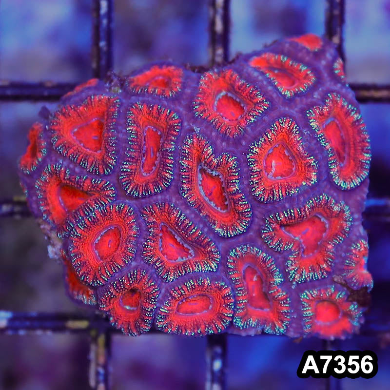 Item#A7356LP7356(S) WYSIWYG Aussie Ultra Acan Lord Mini Colony