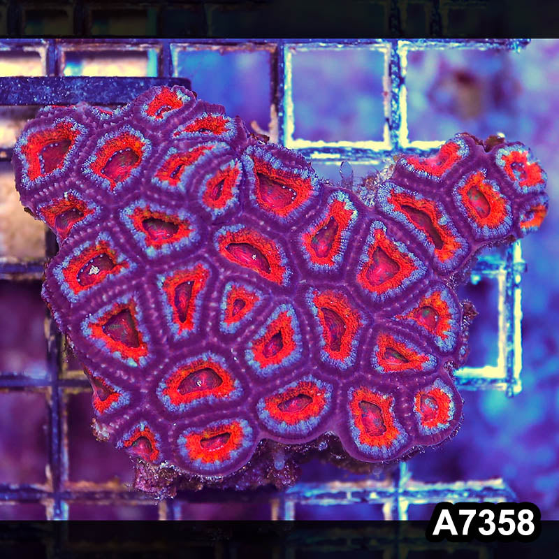 Item#A7358LP7358(S) WYSIWYG Aussie Ultra Acan Lord Mini Colony