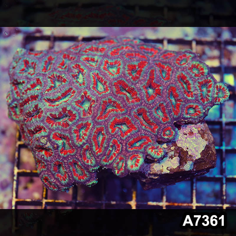 Item#A7361LP7361(L) WYSIWYG Aussie Ultra Acan Lord Colony