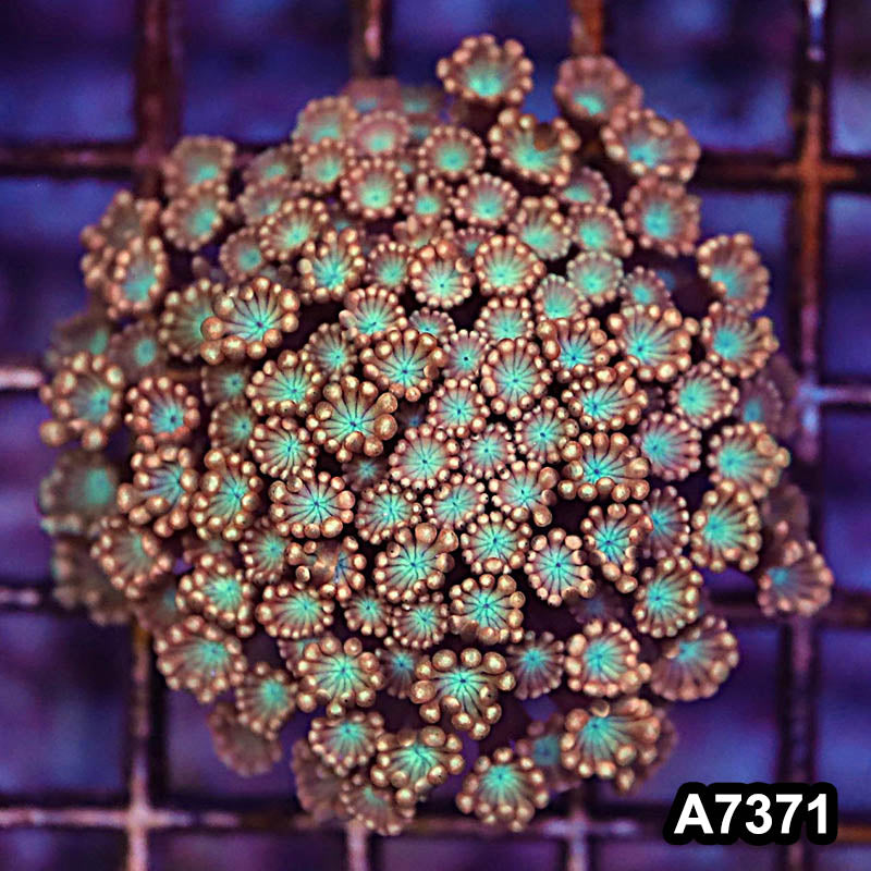 Item#A7371LP7371(S) WYSIWYG Aussie Rainbow Alveopora Colony