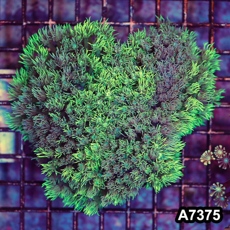Item#A7375LP7375(L) WYSIWYG Aussie Ultra Unique Goniopora Colony
