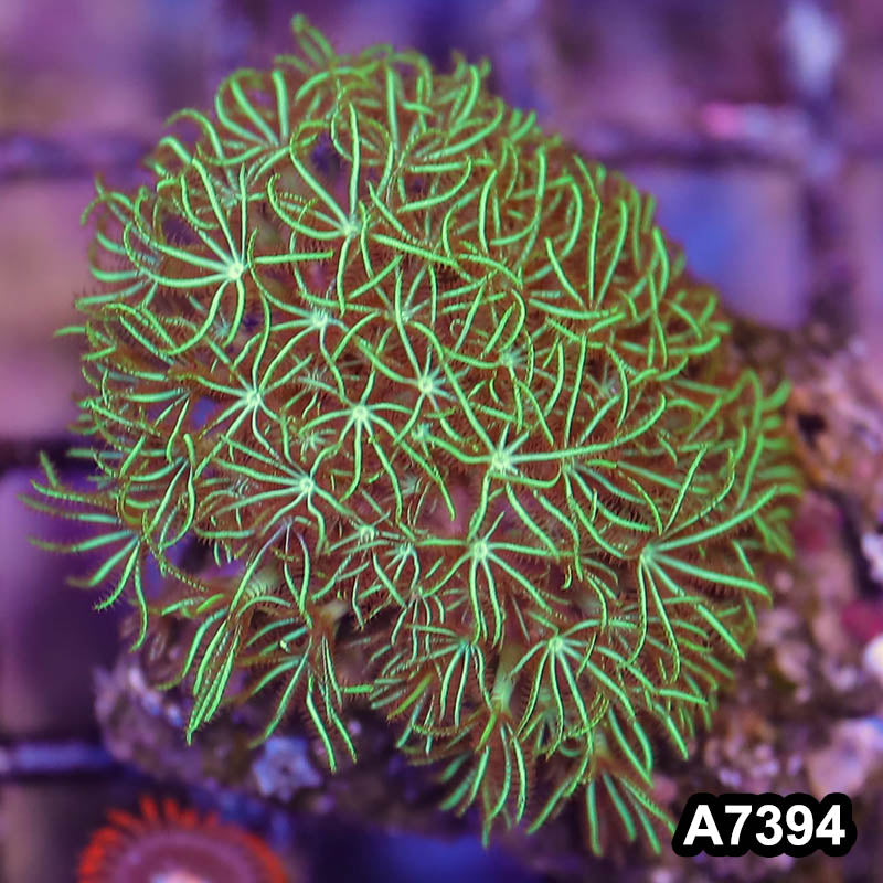 Item#A7394LP7394(S) WYSIWYG Indo Unique Green Star Polyp Frag