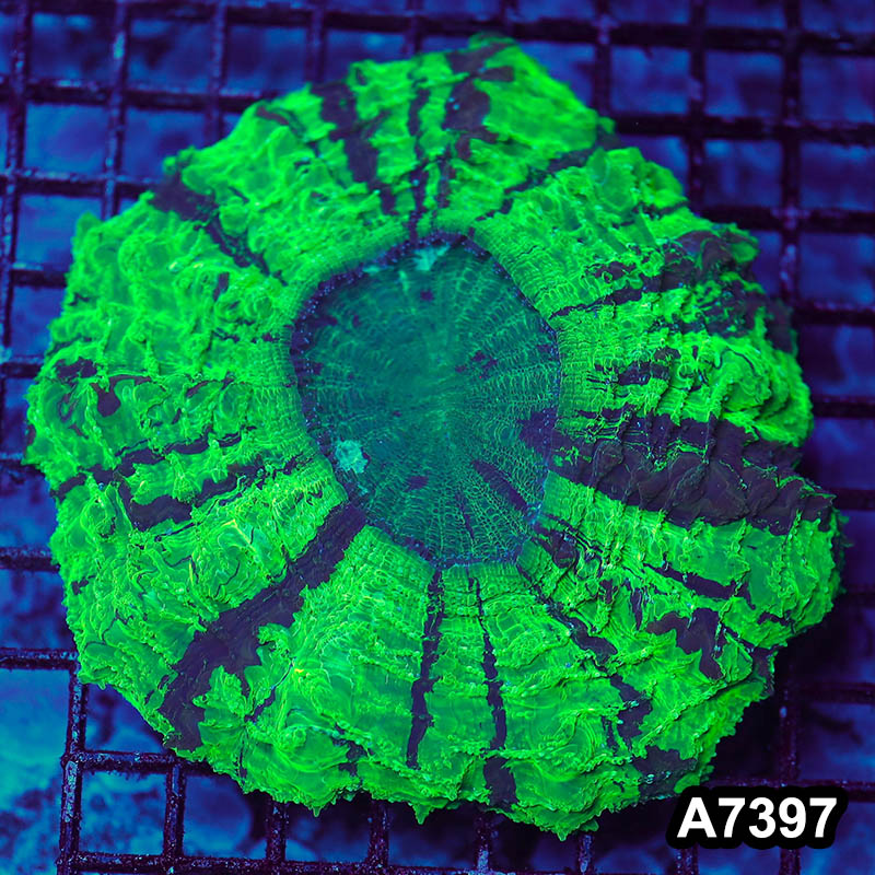 Item#A7397LP7397(L) WYSIWYG Aussie Ultra Unique Toxic Acanthophyllia