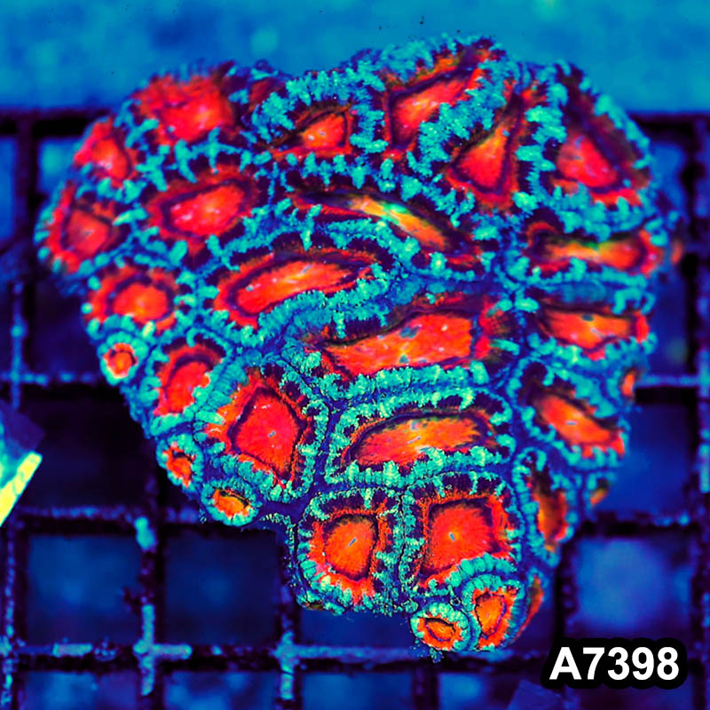 Item#A7398LP7398(S) WYSIWYG Aussie Ultra Acan Lord Mini Colony