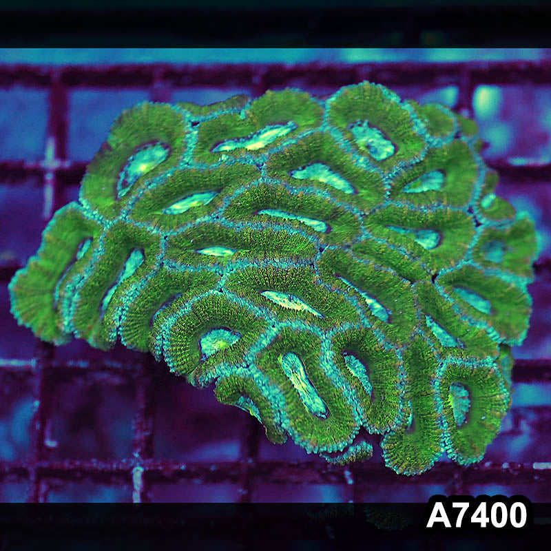 Item#A7400LP7400(S) WYSIWYG Aussie Ultra Acan Lord Mini Colony