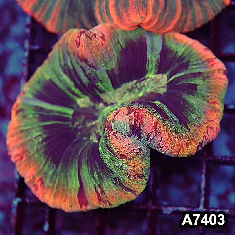 Item#A7403LP7403(M) WYSIWYG Indo Rainbow Trachyphyllia