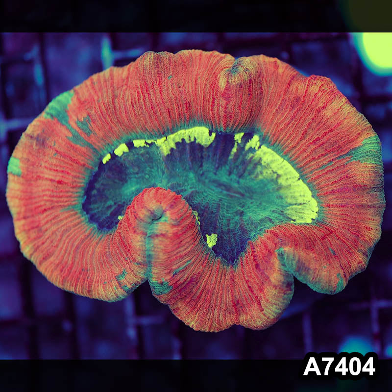 Item#A7404LP7404(M) WYSIWYG Indo Ultra Unique Trachyphyllia