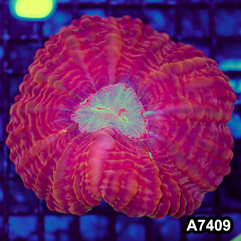 Item#A7409LP7409(L) WYSIWYG Indo Ultra Cynarina