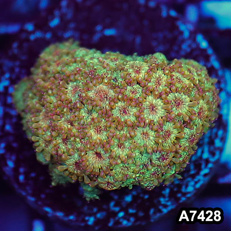 Item#A7428LP7428(S) WYSIWYG Indo Ultra Unique Micro Polyp Goniopora