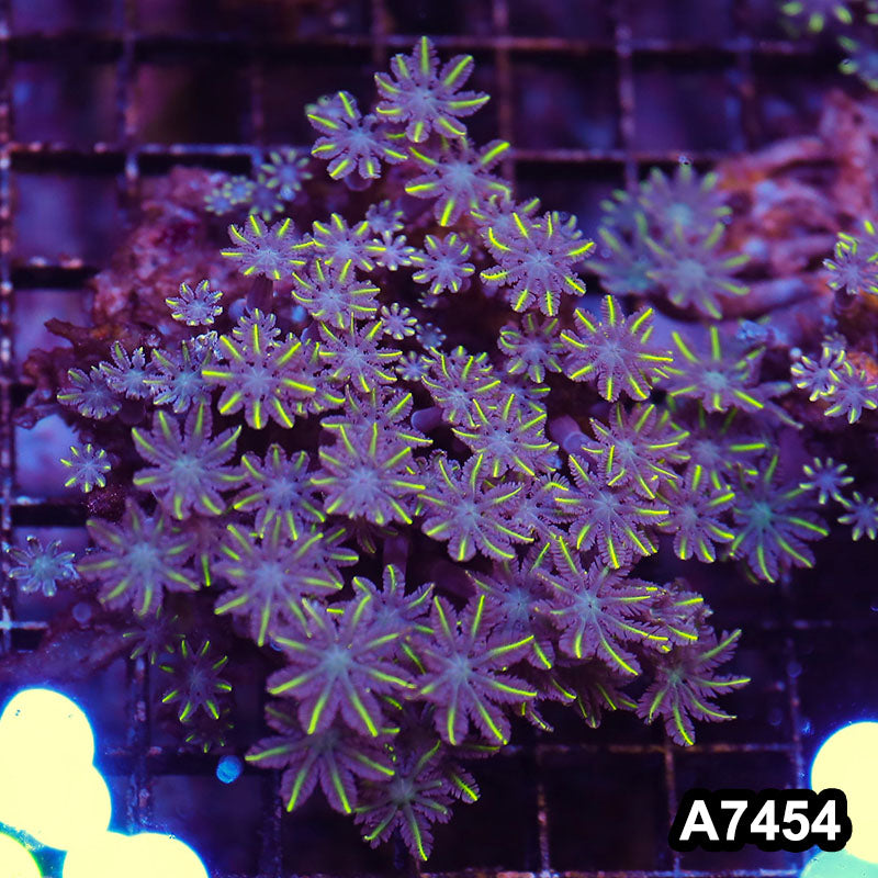 Item#A7454LP7454(M) WYSIWYG Indo Ultra Yellow Tip Clove Polyp Colony