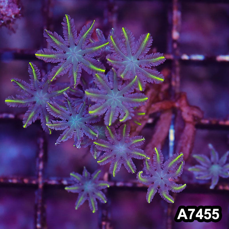 Item#A7455LP7455(S) WYSIWYG Indo Ultra Yellow Tip Clove Polyp Frag