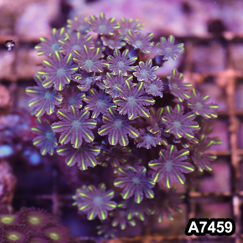 Item#A7459LP7459(M) WYSIWYG Indo Ultra Yellow Tip Clove Polyp Colony