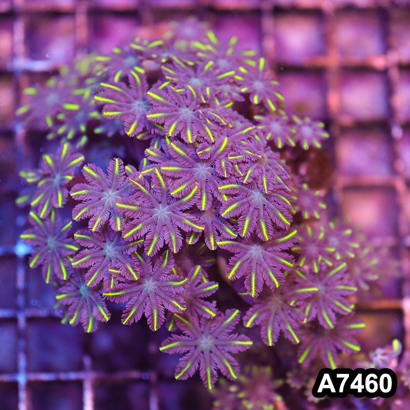 Item#A7460LP7460(M) WYSIWYG Indo Ultra Yellow Tip Clove Polyp Colony