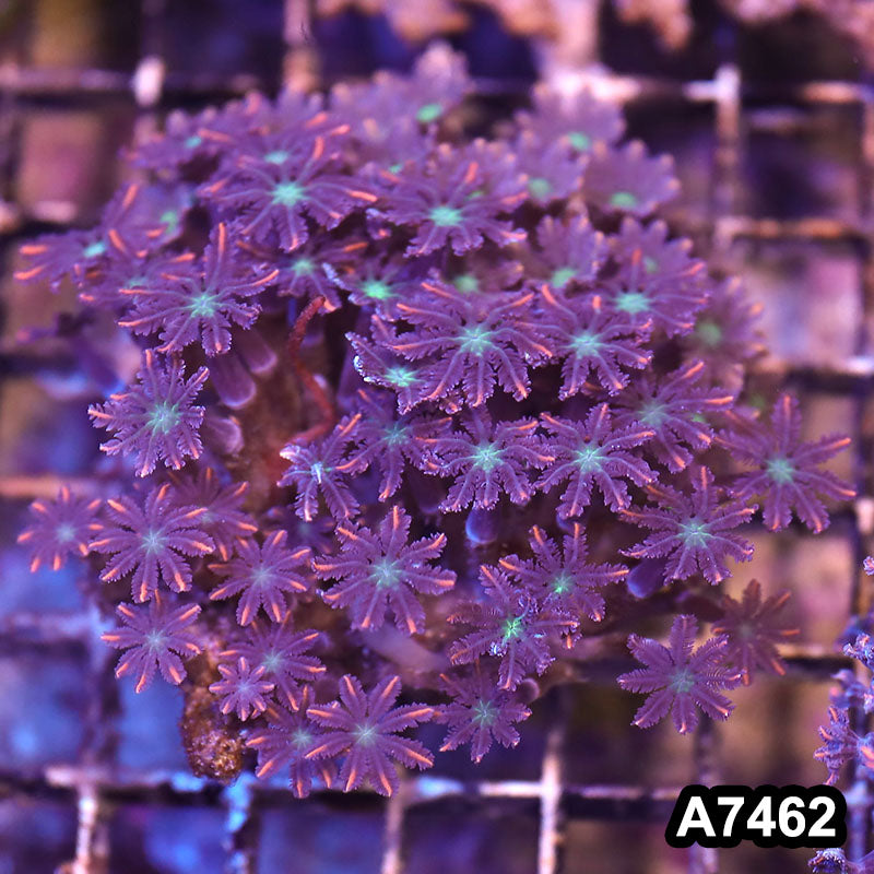 Item#A7462LP7462(M) WYSIWYG Indo Ultra Pink Tip Clove Polyp Colony