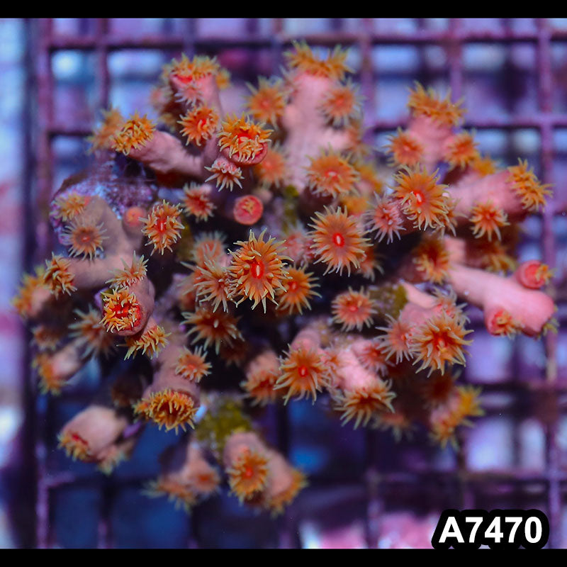 Item#A7470IN7470(M) WYSIWYG Aussie Ultra Dendrophyllia Colony