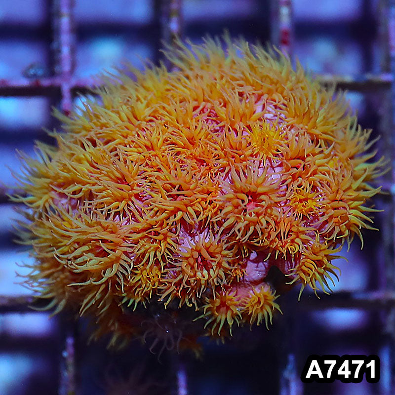 Item#A7471IN7471(S) WYSIWYG Aussie Ultra Sun Coral Colony