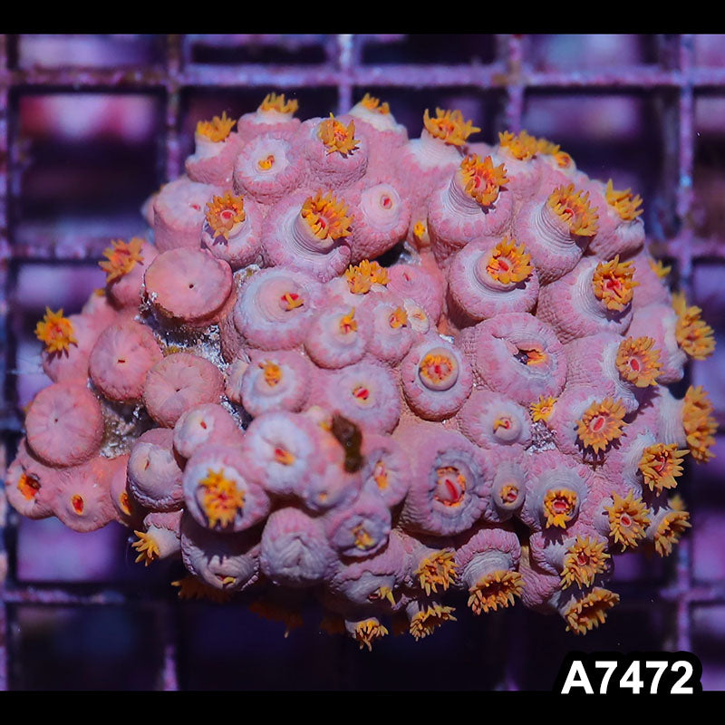 Item#A7472IN7472(S) WYSIWYG Aussie Ultra Sun Coral Colony
