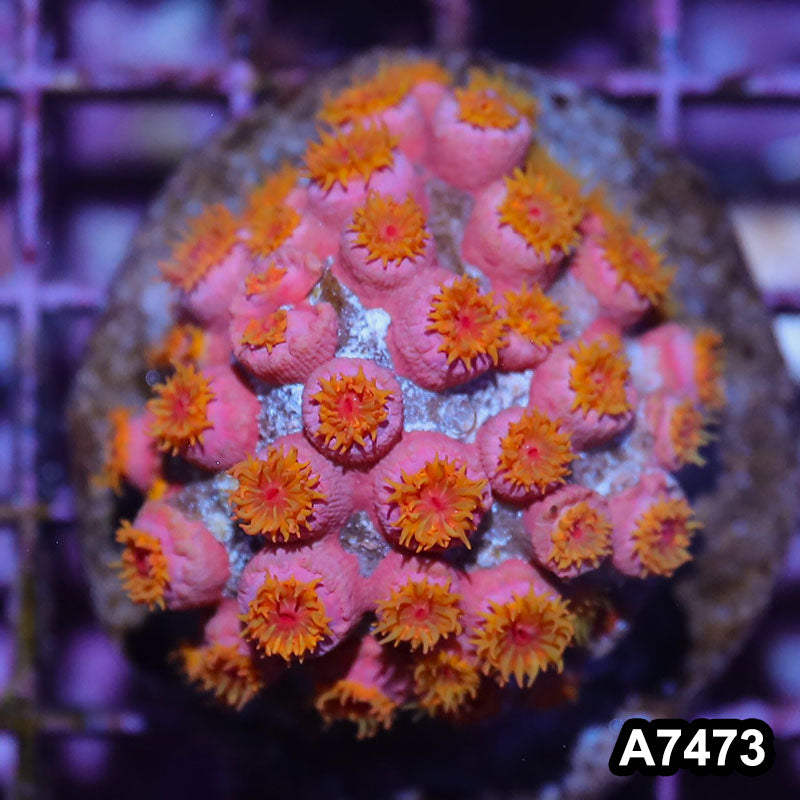 Item#A7473IN7473(S) WYSIWYG Aussie Ultra Sun Coral Colony