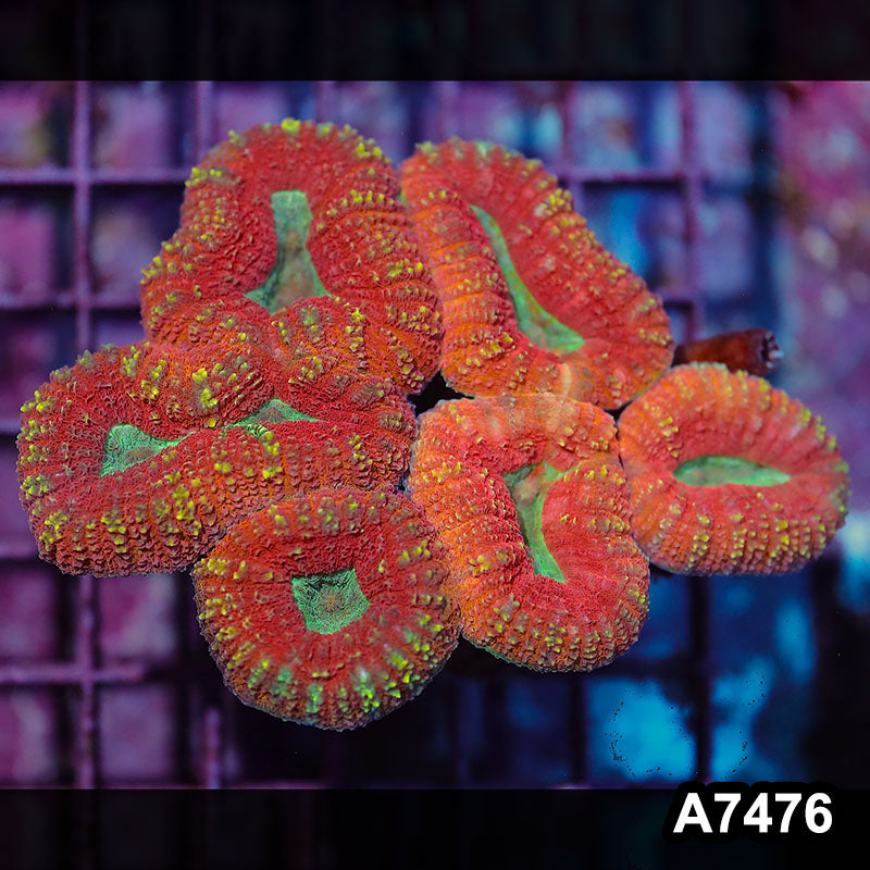 Item#A7476IN7476(M) WYSIWYG Aussie Ultra Lobophyllia Colony