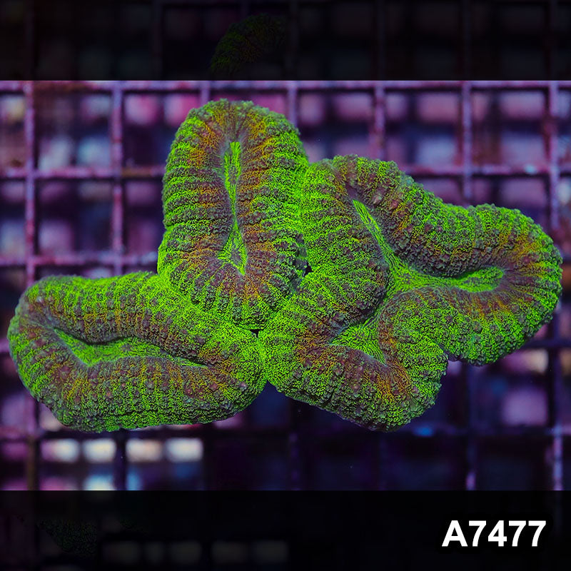 Item#A7477IN7477(M) WYSIWYG Aussie Ultra Lobophyllia Colony
