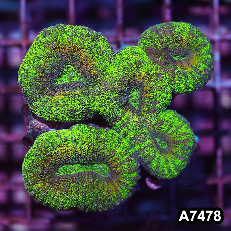 Item#A7478IN7478(M) WYSIWYG Aussie Ultra Lobophyllia Colony