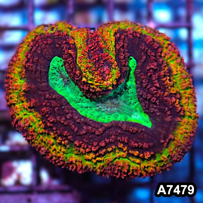 Item#A7479IN7479(M) WYSIWYG Aussie Rainbow Volcano Symphyllia