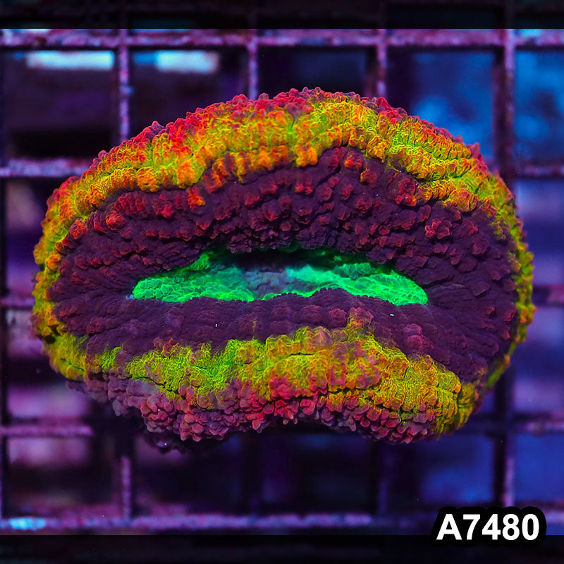 Item#A7480IN7480(M) WYSIWYG Aussie Rainbow Volcano Symphyllia