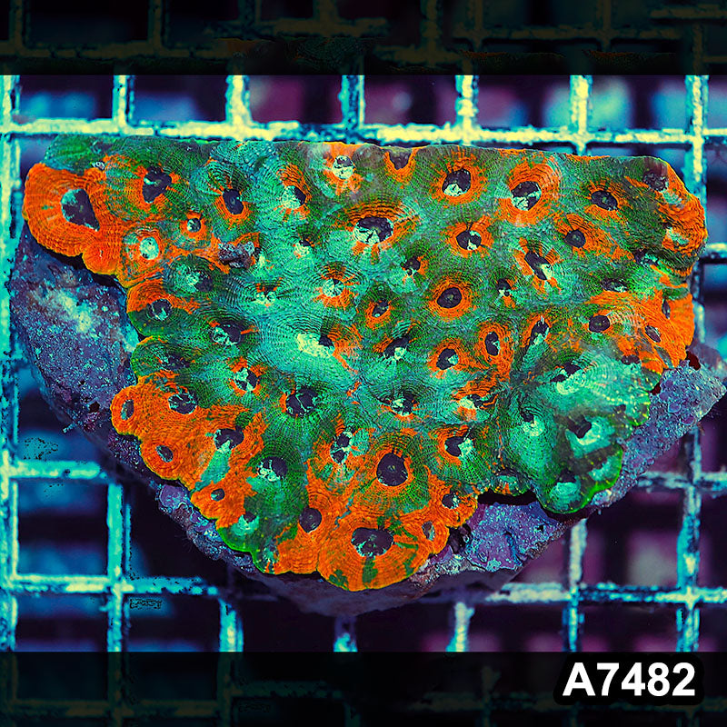 Item#A7482IN7482(M) WYSIWYG Indo Ultra Acanthastrea Echinata Colony