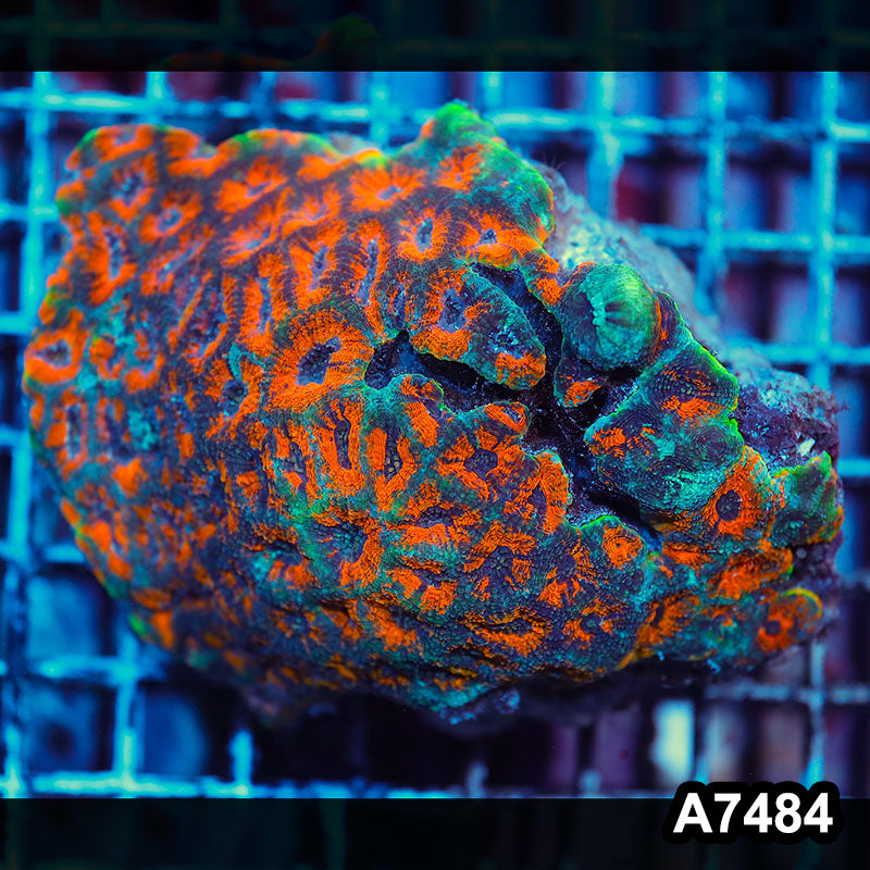 Item#A7484IN7484(L) WYSIWYG Indo Ultra Acanthastrea Echinata Colony