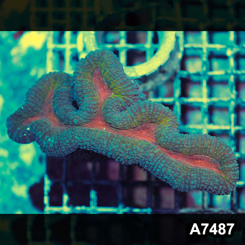 Item#A7487IN7487(M) WYSIWYG Indo Rainbow Lobophyllia