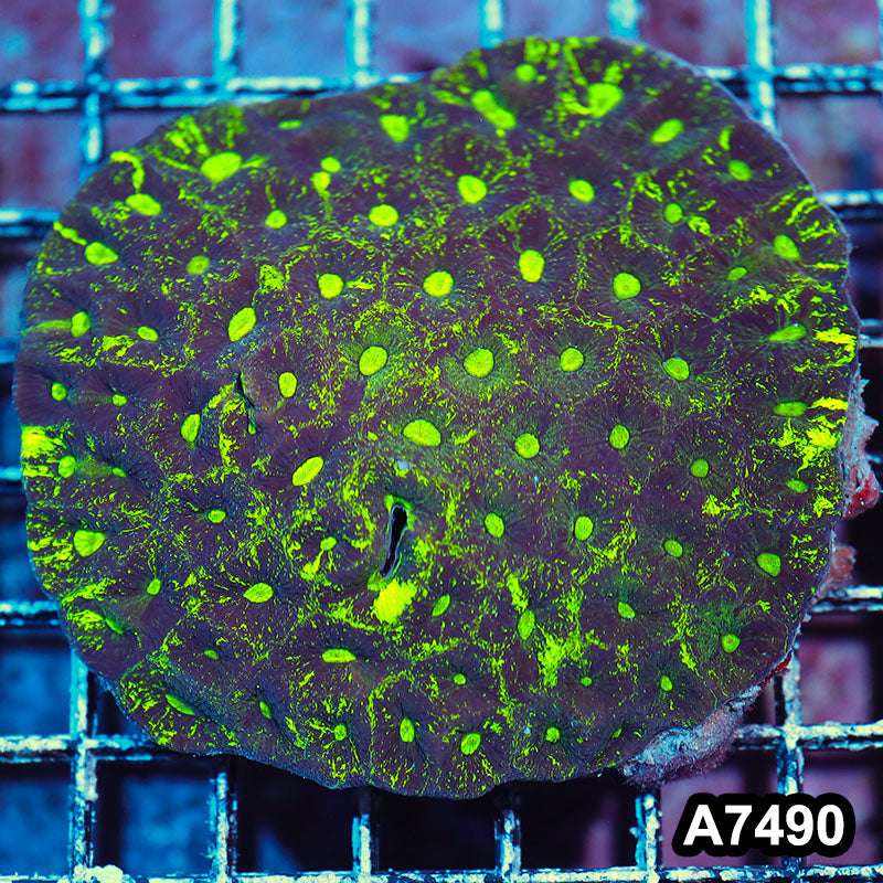 Item#A7490IN7490(M) WYSIWYG Aussie Ultra Toxic Splatter Goniastrea