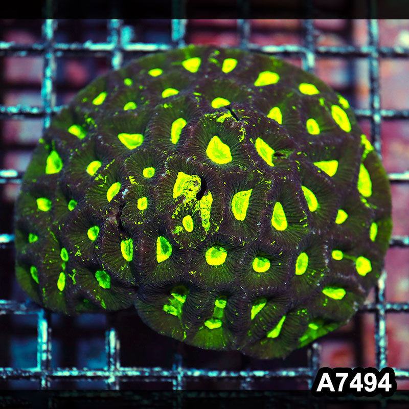 Item#A7494IN7494(S) WYSIWYG Aussie Ultra Toxic Splatter Goniastrea