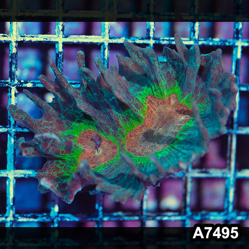 Item#A7495IN7495(S) WYSIWYG Indo Rainbow Pectinia