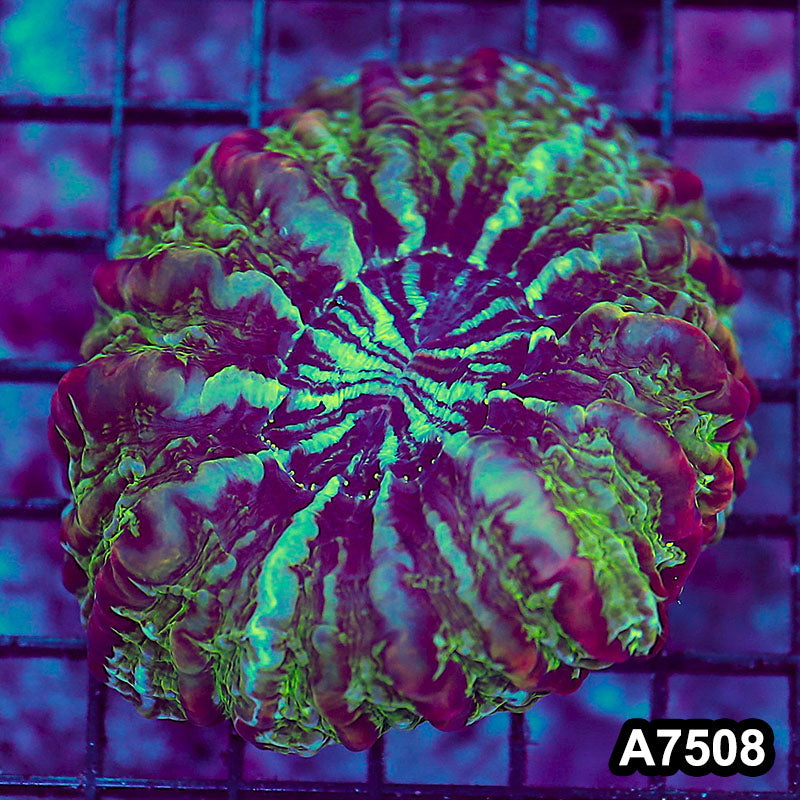 Item#A7508LW7508(M) WYSIWYG Indo Ultra Unique Indophyllia