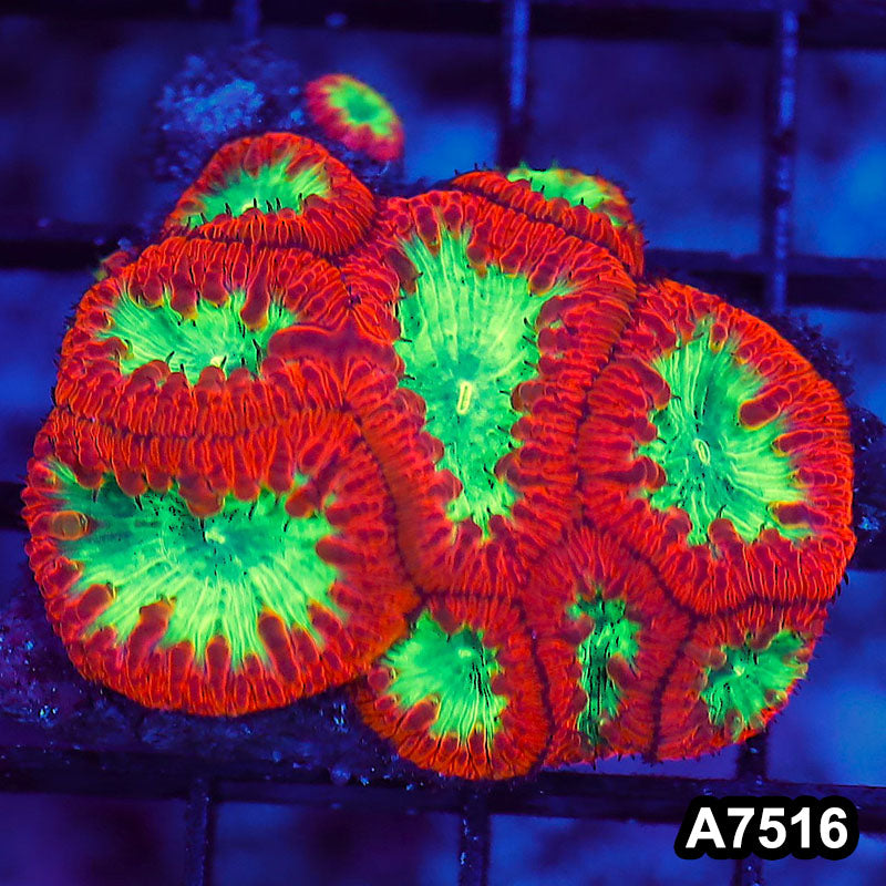 Item#A7516LW7516(S) WYSIWYG Indo Ultra Unique Blastomussa