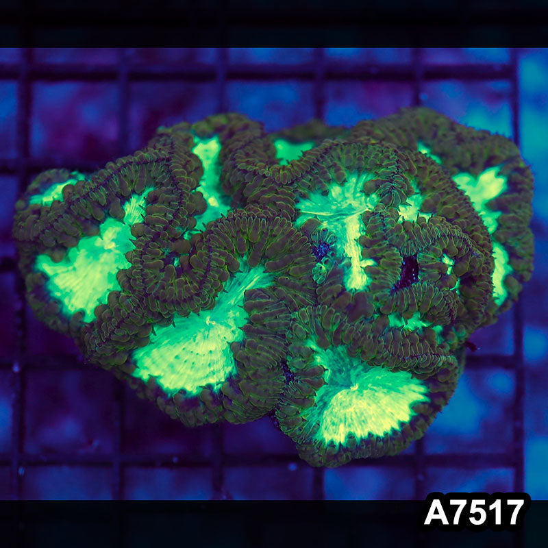Item#A7517LW7517(S) WYSIWYG Indo Ultra Unique Blastomussa