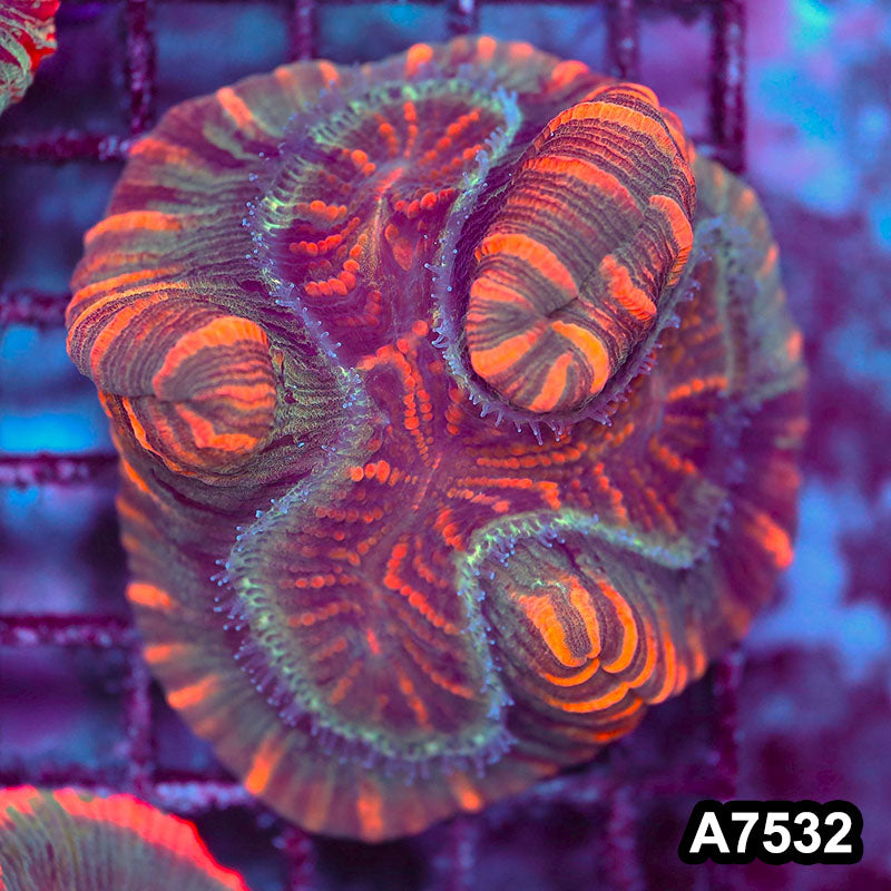 Item#A7532LW7532(M) WYSIWYG Indo Ultra Unique Trachyphyllia