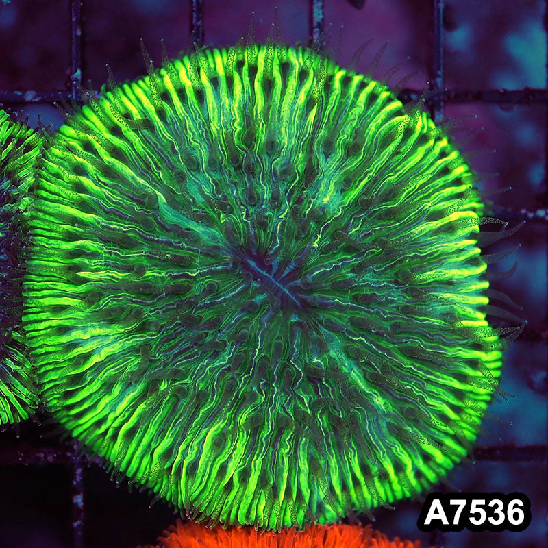 Item#A7536LW7536(S) WYSIWYG Indo Ultra Neon Rim Fungia