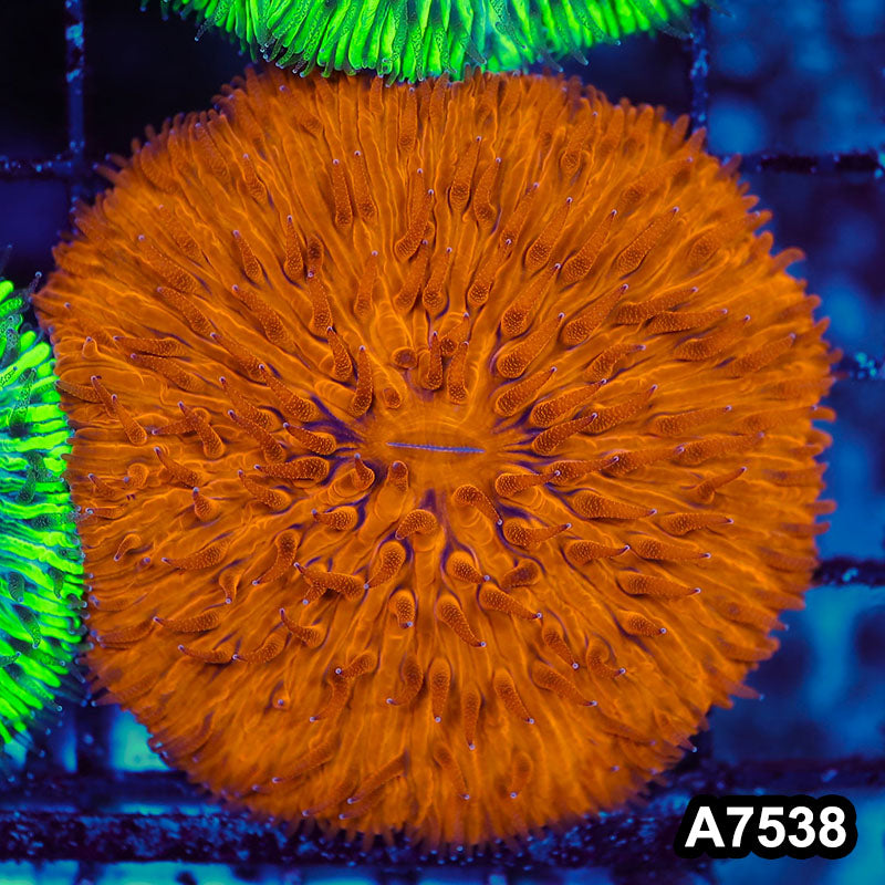 Item#A7538LW7538(S) WYSIWYG Indo Ultra Orange Fungia