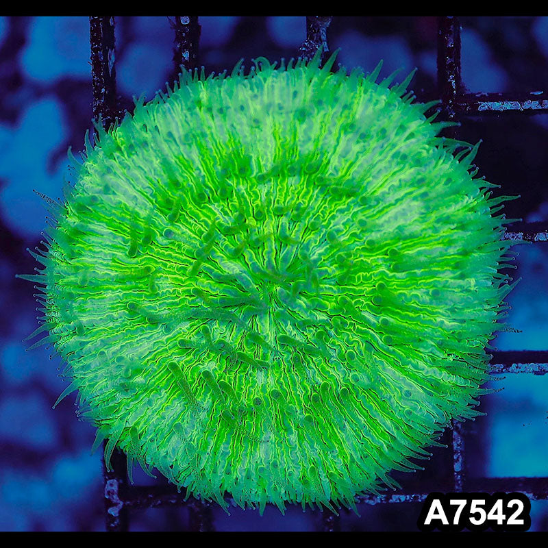 Item#A7542LW7542(S) WYSIWYG Indo Ultra Neon Green Fungia