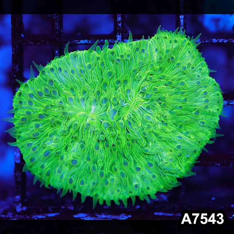 Item#A7543LW7543(S) WYSIWYG Indo Ultra Neon Green Fungia
