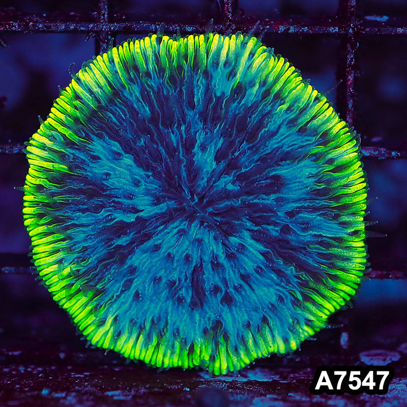 Item#A7547LW7547(S) WYSIWYG Indo Ultra Neon Rim Fungia