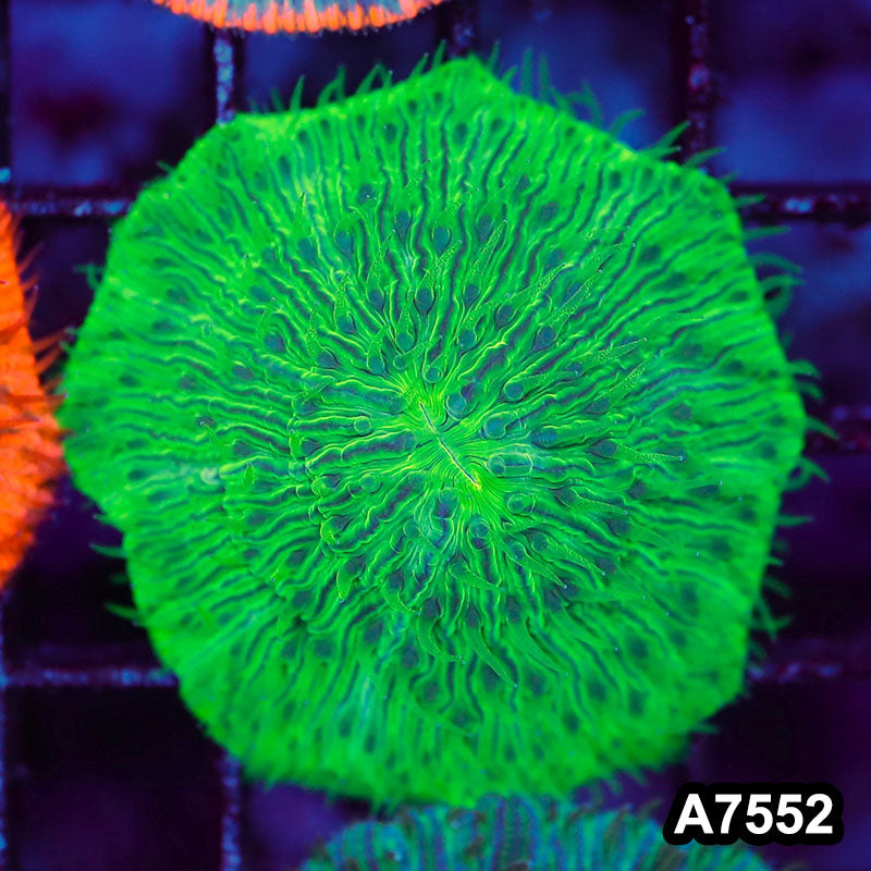 Item#A7552LW7552(S) WYSIWYG Indo Ultra Neon Green Fungia